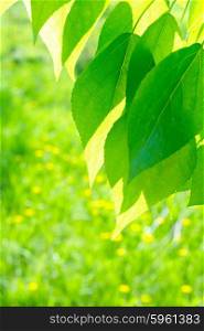 Green poplar leaves on defocused green background
