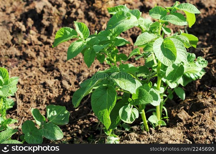 Green potato plant. Leaf of vegetable. Organic food agriculture in garden, field or farm .. Green potato plant. Leaf of vegetable. Organic food agriculture in garden, field or farm