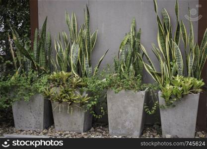 Green potted plant decorated outdoor garden, stock photo