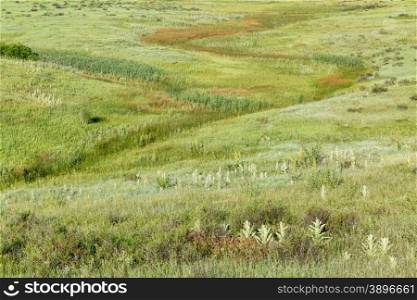 green prairie with wildflowers at Rocky Mountains foothills near Fort Collins, Colorado
