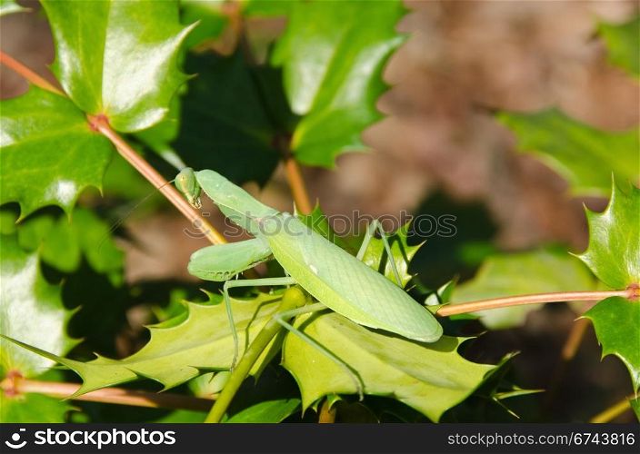 Green praying mantis. Green japanese praying mantis sitting on a green leaf