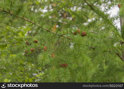 Green prickly branches of a fur tree or pine. Green prickly branches of a fur tree or pine.