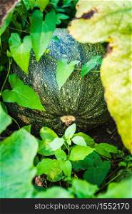 Green pumpkin growing on the vegetable patch in field. Agriculture background. Green pumpkin growing on the vegetable patch in field.