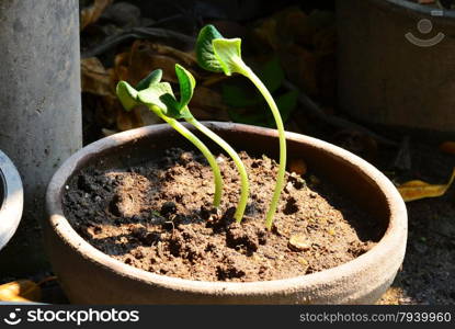 Green pumpkin sprout rotate the sun