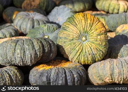 Green pumpkin vegetable of agriculture harvesting on market. Agriculture or farm background.