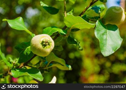 Green quince fruit on tree in garden. Organic gardening.. Green quince fruit on tree in garden.