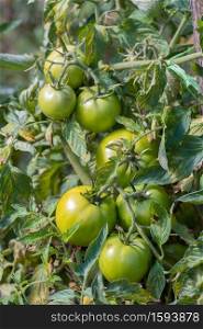 Green raw tomatoes in the garden