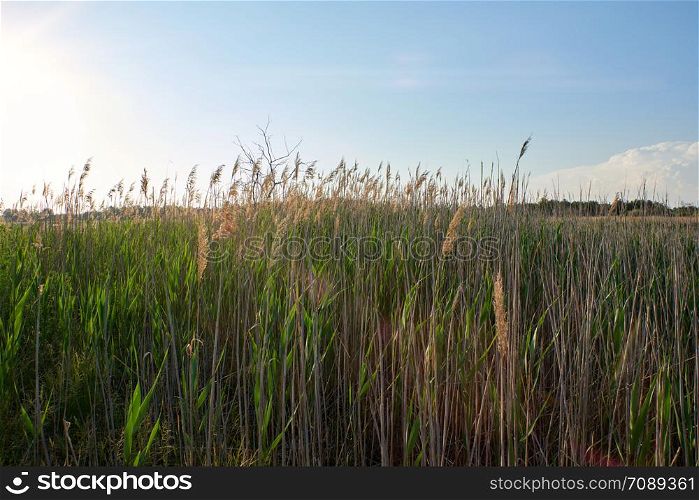 green reed stalks on the lake sway from the wind, Ukraine, sunny day