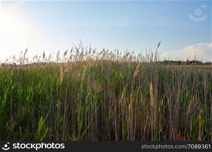 green reed stalks on the lake sway from the wind, Ukraine, sunny day