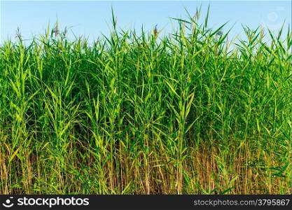 green reeds on the shore of the lake on a sky background