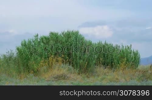 Green reeds waving in light wind and other plants on sky background