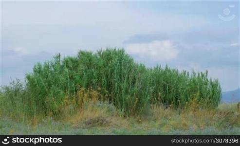 Green reeds waving in light wind and other plants on sky background