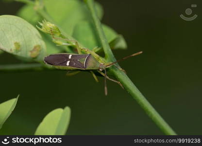 Green rice-ear bug, Leptocorisa oratoria, West Bengal, India 