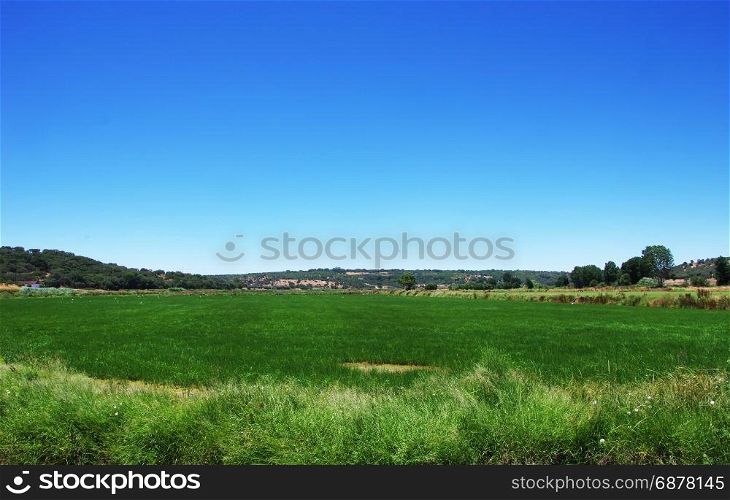 green rice field and blue sky at south of Portugal