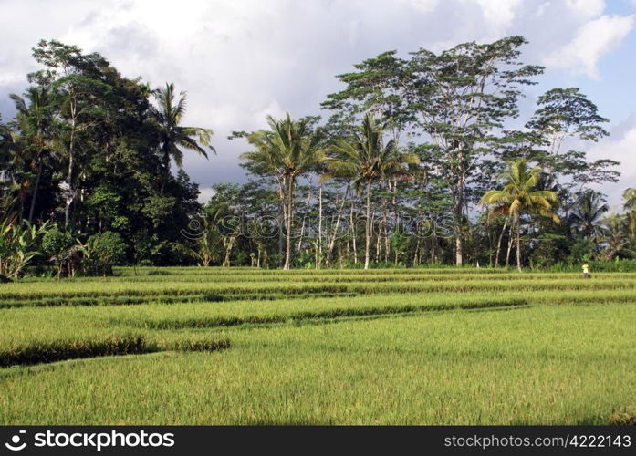 Green rice field and clouds in bali, indonesia