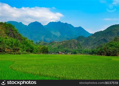 Green rice field and mountains, Mai Chau Valley, Vietnam, Southeast Asia
