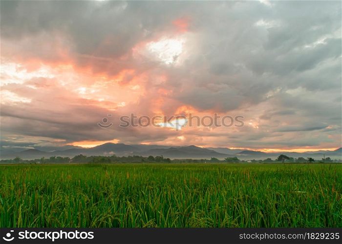 Green rice field and sky background in the morning at sunrise time.