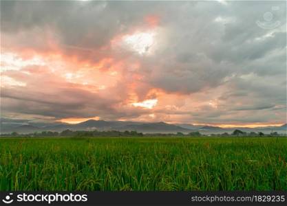 Green rice field and sky background in the morning at sunrise time.