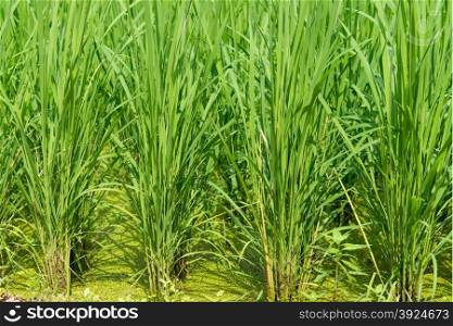Green rice field background. Green rice field background with young rice plants