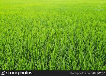 Green rice field for background
