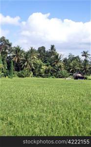 Green rice field in Bali, indonesia