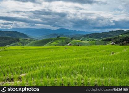 Green rice field in Chiang mai, Thailand.