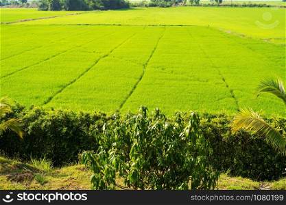 Green rice field in Thailand, landscape asia outdoor food natural