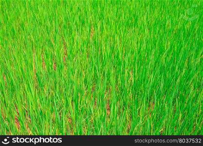 Green rice field in Vietnam, Southeast Asia