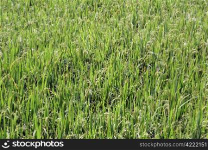 Green rice field on Bali, indonesia