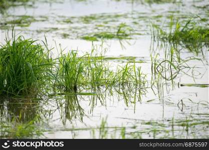 green rice field on the water