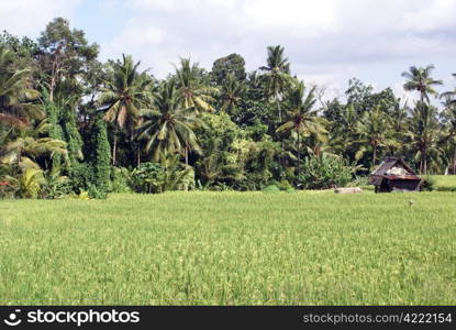 Green rice field, palm trees and house in Bali