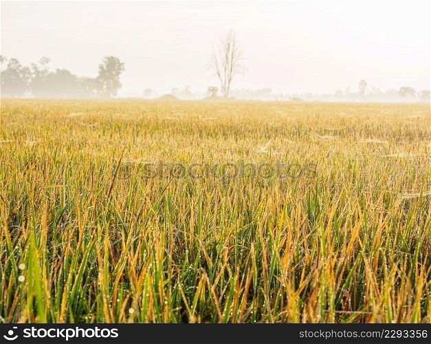 Green rice field with morning sky and mist over the field