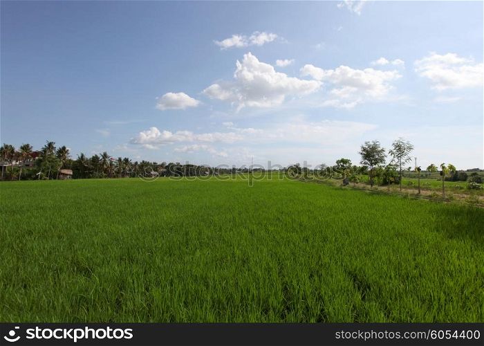 Green rice field with palms under blue sky, Thailand