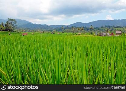 Green rice fields around Sidemen on Bali Indonesia