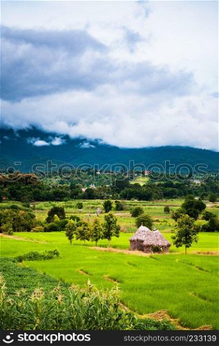 Green rice fields in Chiangrai, Thailand during rainy season.