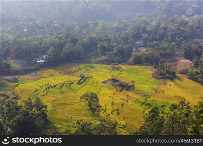 Green Rice fields in Sri Lanka