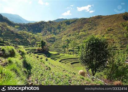 Green rice fields landscape in Nepal hills.