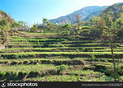 Green rice fields landscape in Nepal hills.