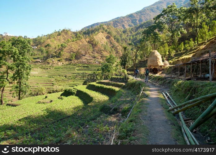 Green rice fields landscape in Nepal hills.