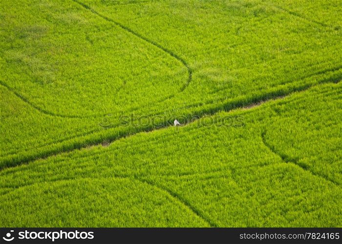 Green rice fields of growing crops in the area.