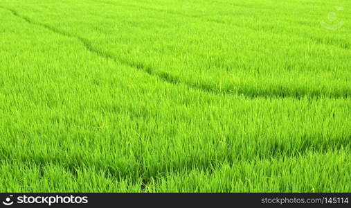 Green rice fields of Thailand