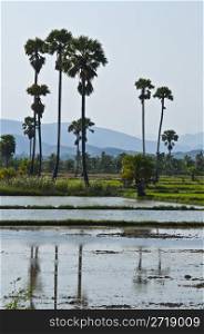 green rice fields standing in lots of water