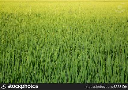 Green Rice Fild In Summer, stock photo