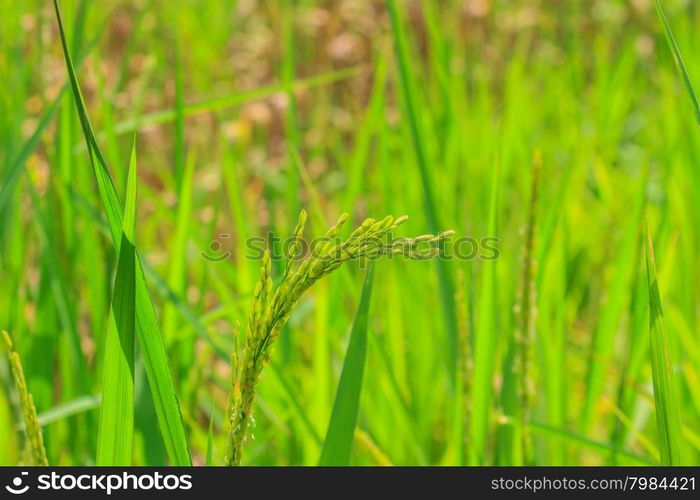 Green rice in the field rice background