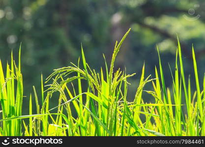 Green rice in the field rice background