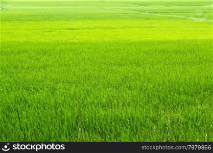 green rice paddies
