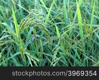 green rice plant during flowering