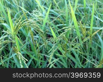 green rice plant during flowering