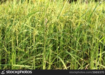 green rice plant during flowering