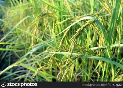 green rice plant during flowering